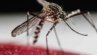​Pintura antiinsectos en casas extermina el mosquito del dengue, zika y chikunguña