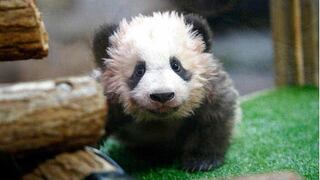 ¡Qué ternura! Nace en Francia el primer panda bebé