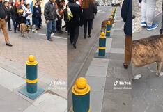 Perrito le da el último adiós a su dueño y acompaña el paseo fúnebre con un ramo de flores