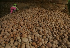 Comunidades logran recuperar 226 variedades de papa utilizando métodos ancestrales