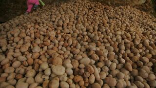 Comunidades logran recuperar 226 variedades de papa utilizando métodos ancestrales