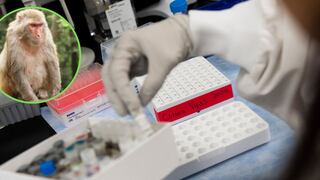 Universidad de Oxford confirma que vacuna contra el COVID-19 funcionó exitosamente en monos