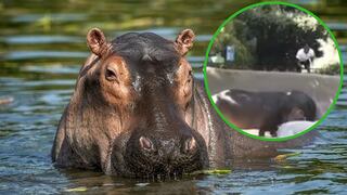 Le da una nalgada a hipopótamo, se hace viral y ahora lo busca la policía