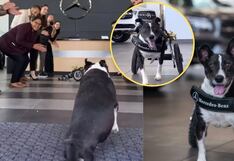 Perrito sin patas traseras pasa a movilizarse en un Mercedes Benz exclusivo | VIDEO