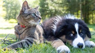 Proponen reconocer con ley a los perros y gatos como “miembros oficiales” de la familia