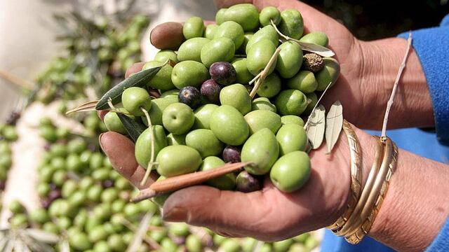 Descifran genoma completo del olivo para obtener aceitunas más saludables