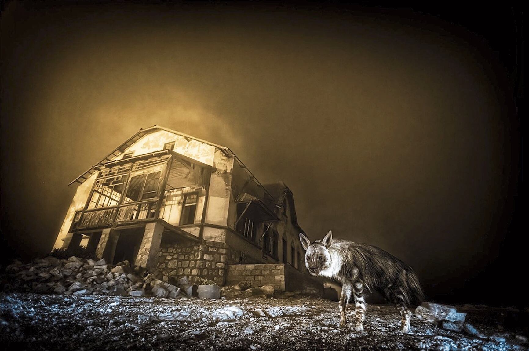 Impresionante foto de una hiena parda "fantasma", obra del gran fotógrafo sudafricano Wim van den Heever.