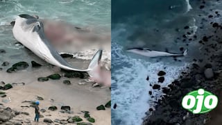 Vecinos de Punta Hermosa alertan de una ballena varada en la orilla de playa ‘Señoritas’ 