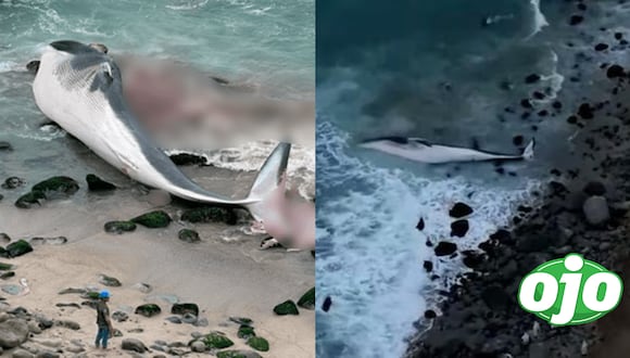 Vecinos de Punta Hermosa alertan de una ballena varada en la playa 'Señoritas'