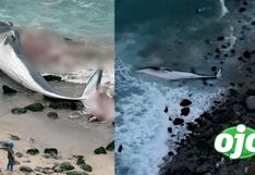 Vecinos de Punta Hermosa alertan de una ballena varada en la orilla de playa ‘Señoritas’