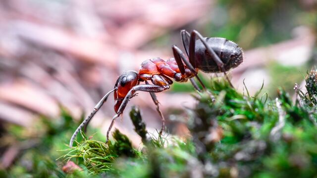 Qué remedios aplicar para eliminar las hormigas de las plantas 
