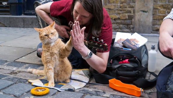 El músico y escritor James Bowen, millonario y recuperado de las drogas gracias a su gato Bob, un bello ejemplar.