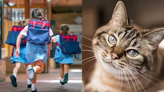 Niña se identifica como gato: en su colegio y casa la apoyan al comportarse igual que felino