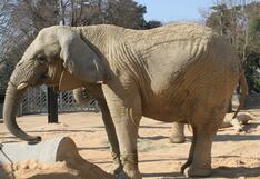 Yoyo, la elefanta africana más viejita del mundo, murió tras una dura vida