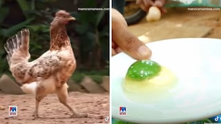 Seis gallinas en la India pone huevos con yema verde | VIDEO Y FOTOS