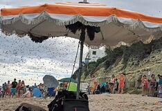 Abejas invaden balneario y hacen correr a montón de playeros