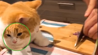 Gato acompaña a dueño picar la cebolla y sufre las consecuencias (VIDEO)
