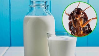 La leche de cucaracha es el nuevo súper alimento del futuro