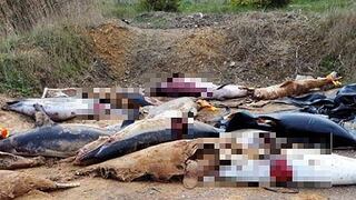 Hallan cientos de cadáveres de delfines mutilados en playa de Francia