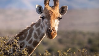 ¿Cómo pastan las jirafas en la sabana? Un divertido video viral ofrece la respuesta