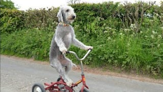 ​Youtube: Perro se divierte en triciclo