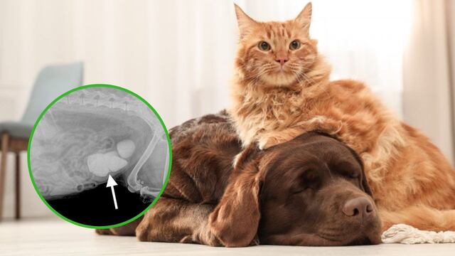 Mascotas: Enfermedades renales en perros y gatos