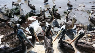 Gripe aviar en Perú: casos de aves muertas están descendiendo y ya no se cerrarían playas, según Minsa 