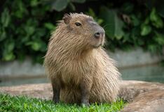 Capibaras habitan áreas naturales protegidas en el Perú: ¿Qué amenazas enfrentan estos animales?