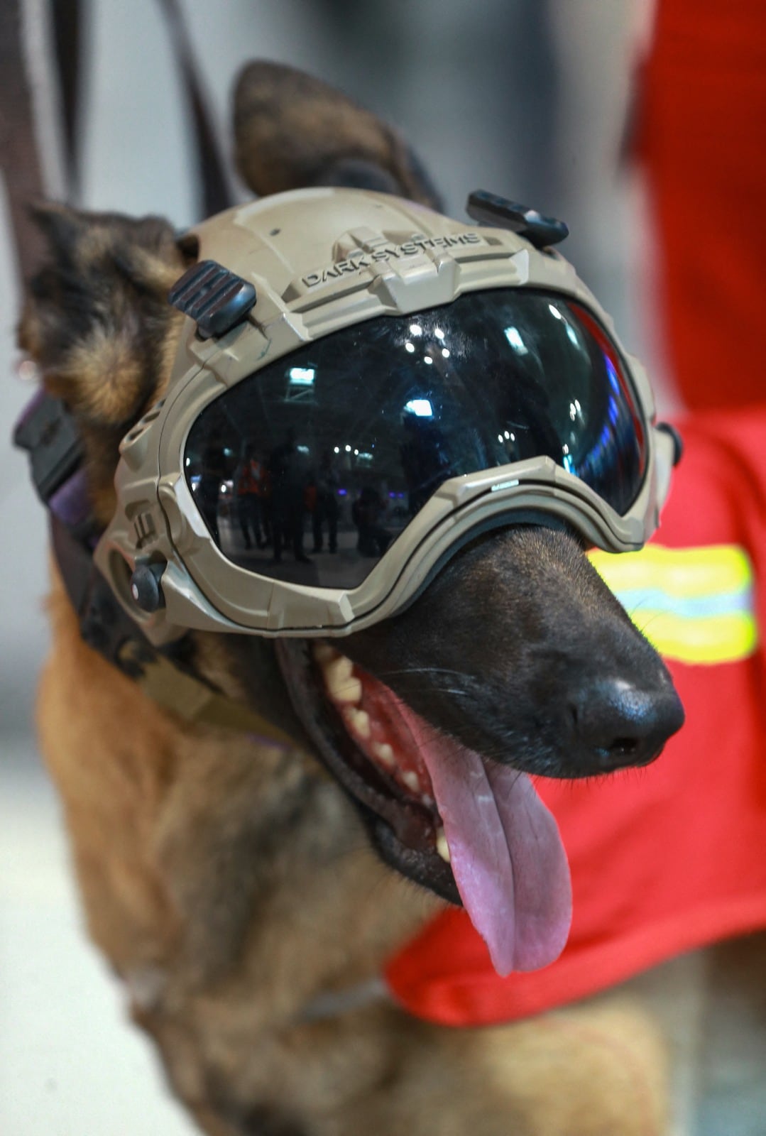Forma parte de este equipo de avanzada peruano, la unidad canina o "K-9" de nombre Kayra, una belgian shepherd malinois de cuatro años, entrenada en la localización de personas atrapadas.