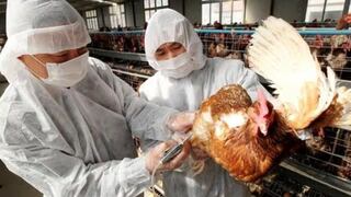 Cámara de Comercio de La Libertad advierte sobre un tercer brote de gripe aviar en el norte del país
