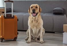 Requisitos imprescindibles para viajar con tu mascota