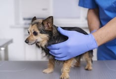 Una caminata para dar una segunda oportunidad: buscan financiar 1000 esterilizaciones de perros y gatos abandonados