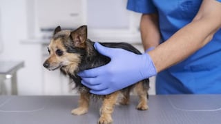Una caminata para dar una segunda oportunidad: buscan financiar 1000 esterilizaciones de perros y gatos abandonados
