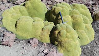 Planta “Azorella compacta” permite determinar la edad histórica de las erupciones volcánicas