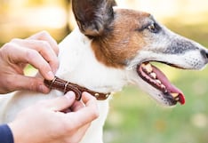 ¿Qué hacer si lo muerde un perro con rabia?