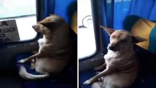 La historia detrás del perrito que subió a un bus como pasajero (VIDEO)