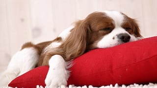 Mascotas: ¿Sabes con qué sueña tu perro? Veterinario de Harvard lo revela