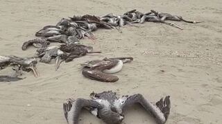 Cientos de pelícanos aparecen muertos frente al mar debido a la temible gripe aviar
