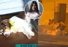 Perrito de Katherine Gómez, joven quemada por venezolano, luce afectado: “llora en su cama, sabe que no está”