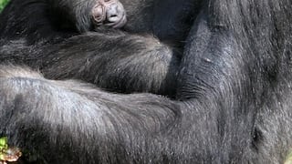Nace bebé gorila en España