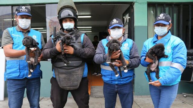 Comando Patitas rescató 50 cachorros del comercio informal en el Cercado de Lima 