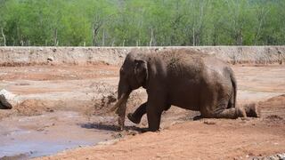 Big Boy, el elefante con tres décadas de cautiverio, obtiene su libertad y acaba su terrible drama