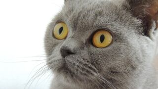 Tierno gato pasa el susto de su vida al escuchar un metrónomo 