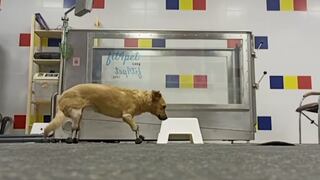 Veterinarios rusos convierten a animal callejero en el primer perro biónico