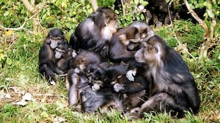 ¿Otra pandemia?: Virus que mata monos “está preparada” para contagiar a los humanos, alerta investigación