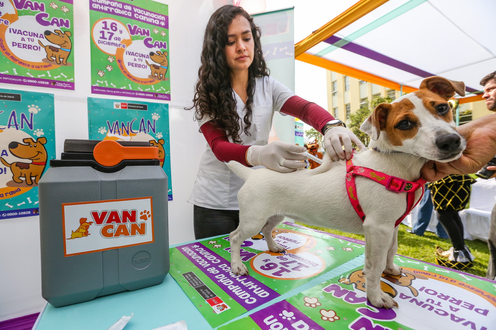 “En Lima, si bien hay parásitos intestinales internos, nos es tan alta (la prevalencia de parásitos). La recomendación es desparasitarlos, casa dos o tres meses", recomendó el especialista. (Foto: Minsa)