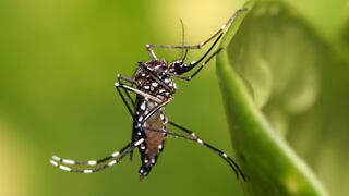 Esterilización de mosquitos frente a zika podría ser puro cuento