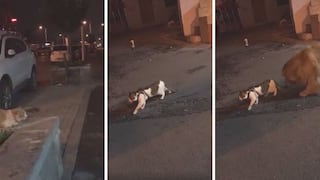 Perrito detiene fuerte pelea entre dos gatos con la mejor "técnica" (VIDEO)