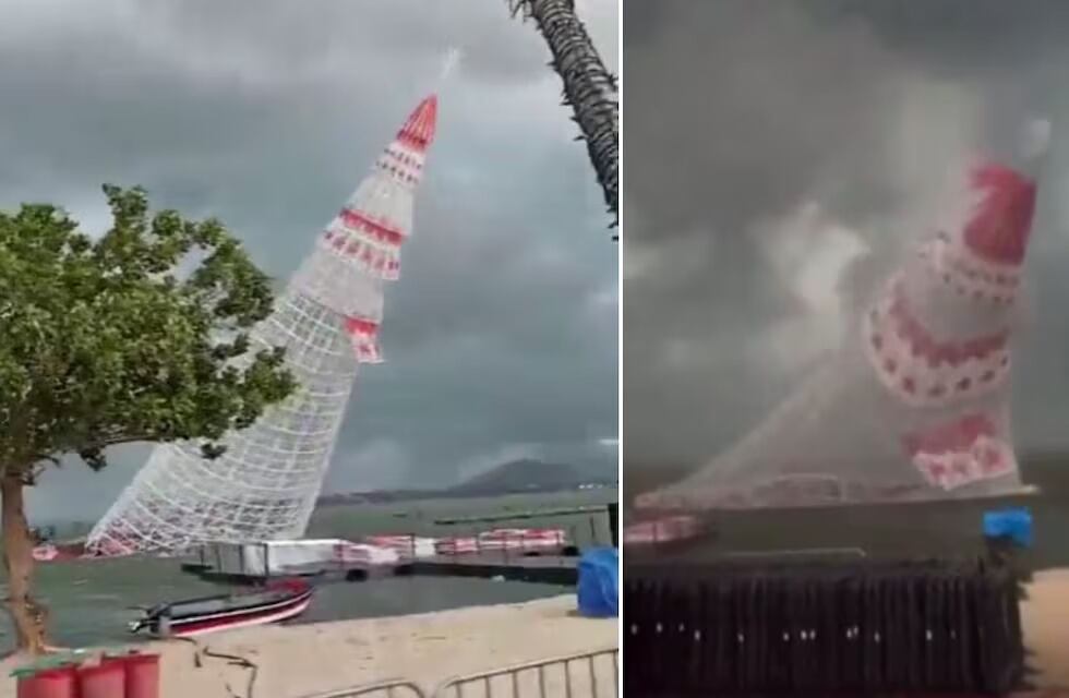 Árbol se viene abajo debido al viento muy fuerte.