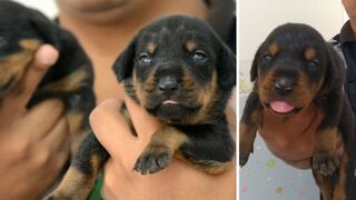 Brigada canina de Surco presenta a los 6 nuevos y "feroces" refuerzos (VIDEO)
